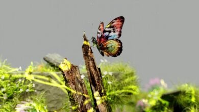 digital exploration of veohentak